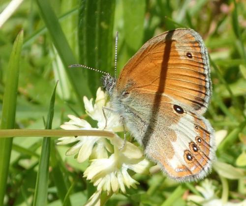 Réf. 233 345 : Coenonympha arcania